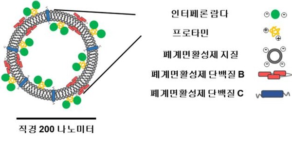 인테페론 람다가 탑재된 폐계면활성제 나노입자 치료제 특성. 자료=서울대병원